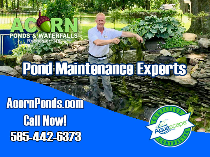 Pond/Pondless-Water Feature, Maintenance, Cleaning, Installation, Contractor/Builder-Rochester Western NY-Near Me